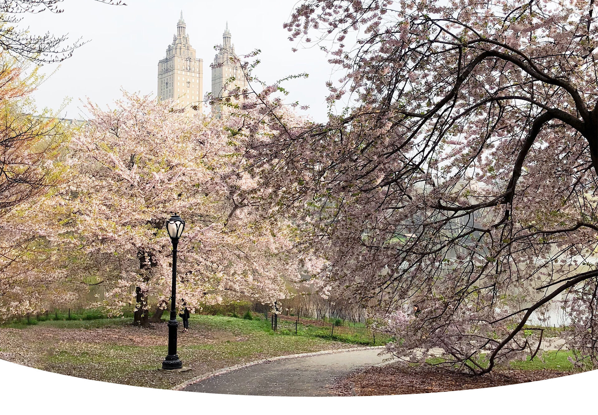 Trees are in full bloom along a quiet empty path to a lake in Central Park.